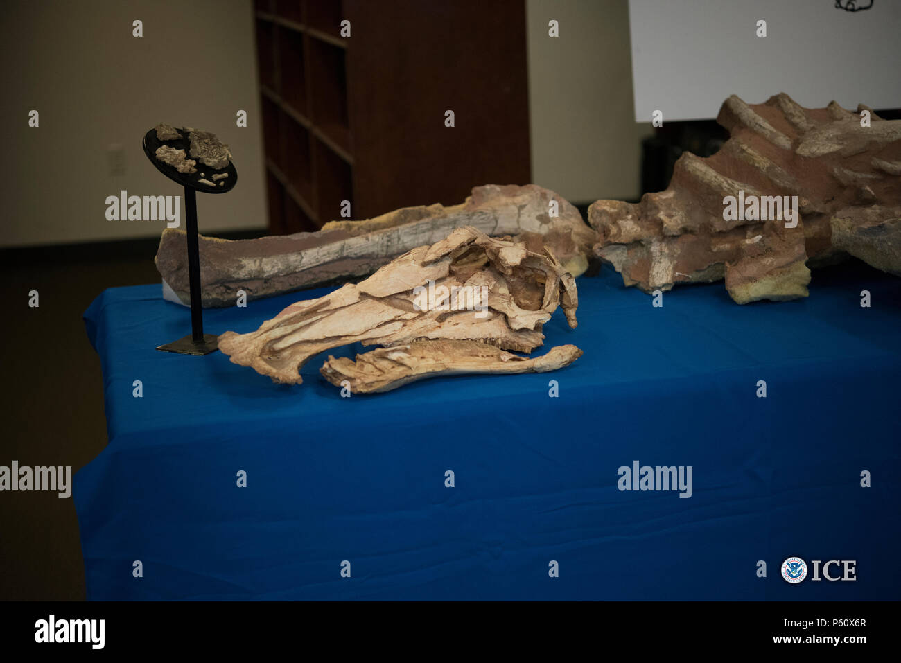 Stati Uniti Immigrazione e dogane esecuzione (ghiaccio) Homeland Security indagini (HSI) ha restituito una varietà di scheletri di dinosauri e altri fossili al governo mongolo oggi a New York. I fossili sono stati recuperati da HSI come risultato delle indagini in Wyoming e New York. Foto Stock
