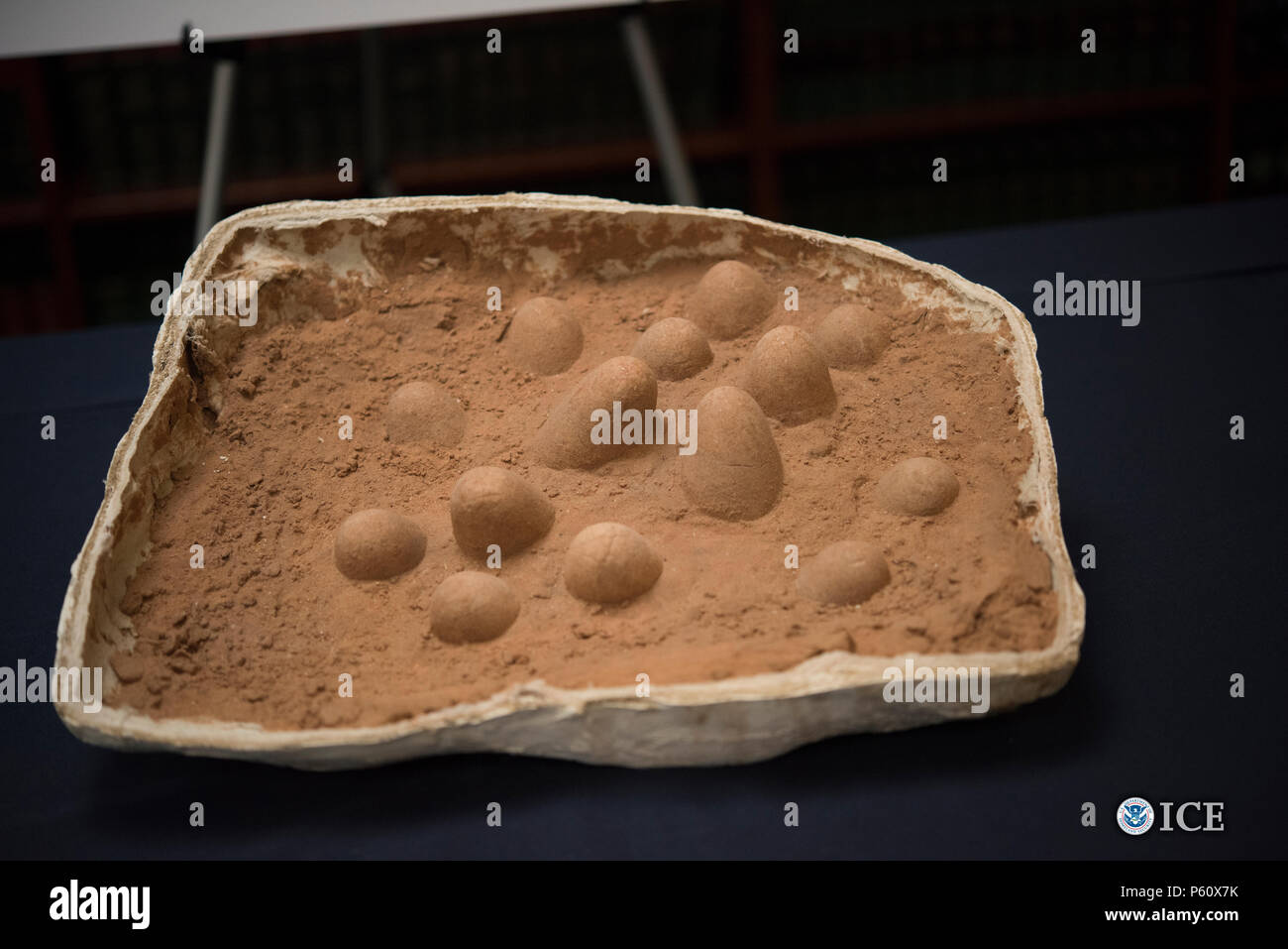 Stati Uniti Immigrazione e dogane esecuzione (ghiaccio) Homeland Security indagini (HSI) ha restituito una varietà di scheletri di dinosauri e altri fossili al governo mongolo oggi a New York. I fossili sono stati recuperati da HSI come risultato delle indagini in Wyoming e New York. Foto Stock