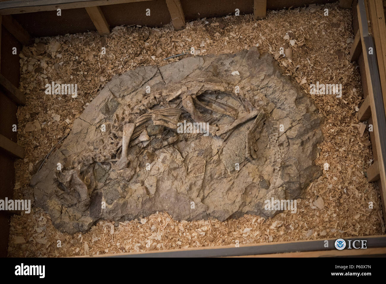 Stati Uniti Immigrazione e dogane esecuzione (ghiaccio) Homeland Security indagini (HSI) ha restituito una varietà di scheletri di dinosauri e altri fossili al governo mongolo oggi a New York. I fossili sono stati recuperati da HSI come risultato delle indagini in Wyoming e New York. Foto Stock