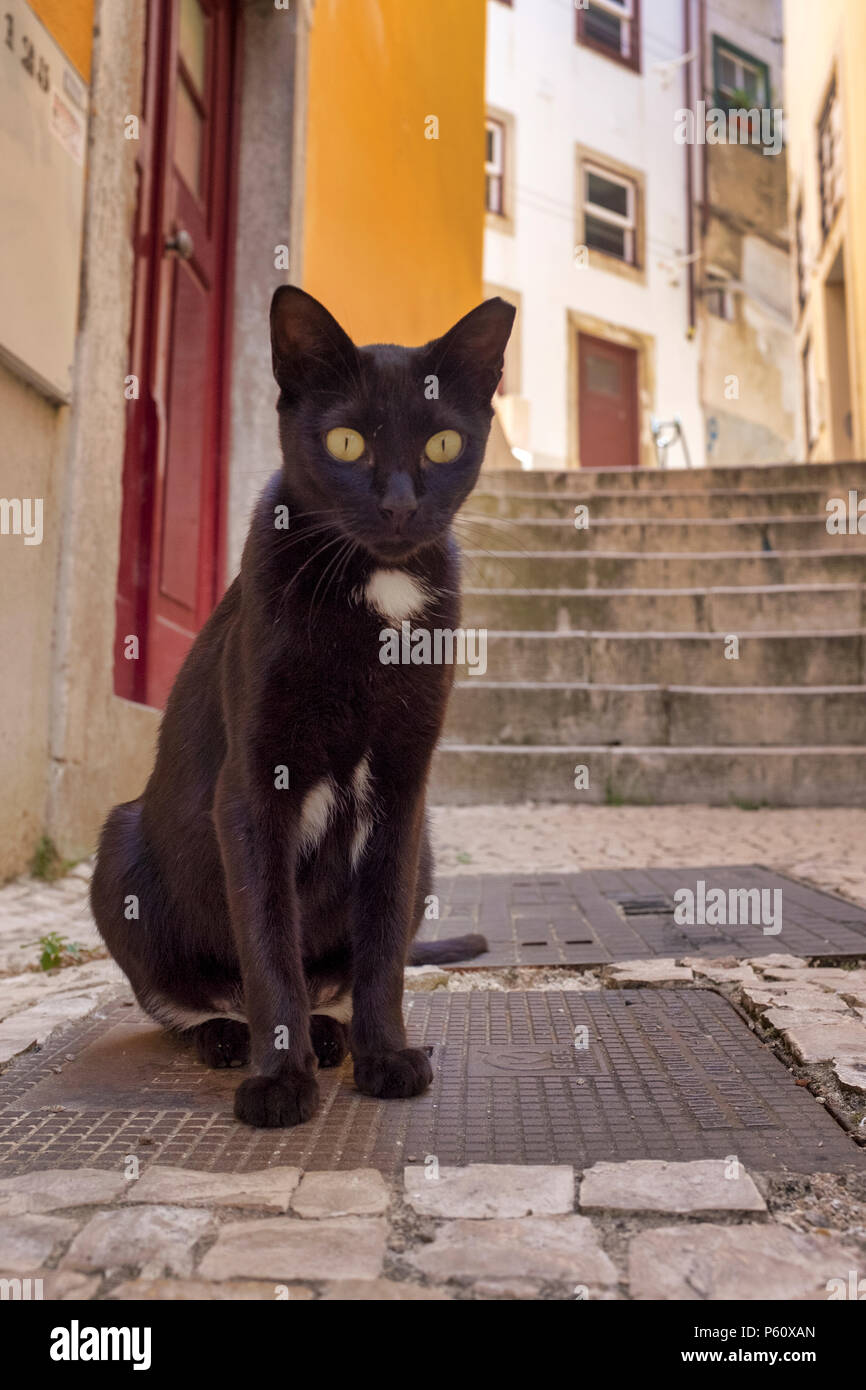 Gatto nero per le strade di Coimbra, Portogallo Foto Stock