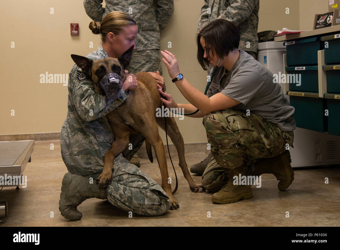 Stati Uniti Air Force militare cane lavoro Azik, 823d Base Defense Squadron, poggia su U.S. Air Force Staff Sgt. Jessica Woodall, 823d BDS MWD gestore, mentre U.S. Esercito Capt. Lauren guarnizione, ambulatorio veterinario ufficiale responsabile, controlli i suoi polmoni, 5 aprile 2016 a Moody Air Force Base, Ga. In aggiunta alle cure mediche come necessario, MWD's get check-up alla fine di ogni mese e ottenere la piena physicals ogni sei mesi. (U.S. Air Force foto di Airman 1. Classe Janiqua P. Robinson/rilasciato) Foto Stock