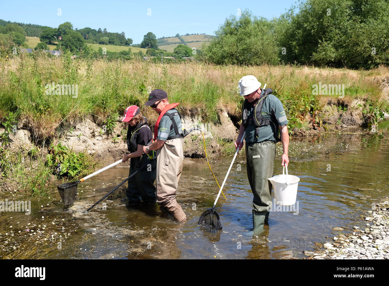 Fiume teme, vicino Leintwardine, Herefordshire, Regno Unito - 28 Giugno 2018 - Agenzia per l'ambiente il personale utilizza electrofishing in soccorso di pesci catturati da piccole piscine lungo la asciugò il letto del fiume del fiume teme vicino Leintwardine - il pesce recuperato ( principalmente i giovani salmoni e trote ) verrà rilasciata nel fiume teme ulteriormente a valle. Credito: Steven Maggio/Alamy Live News Foto Stock