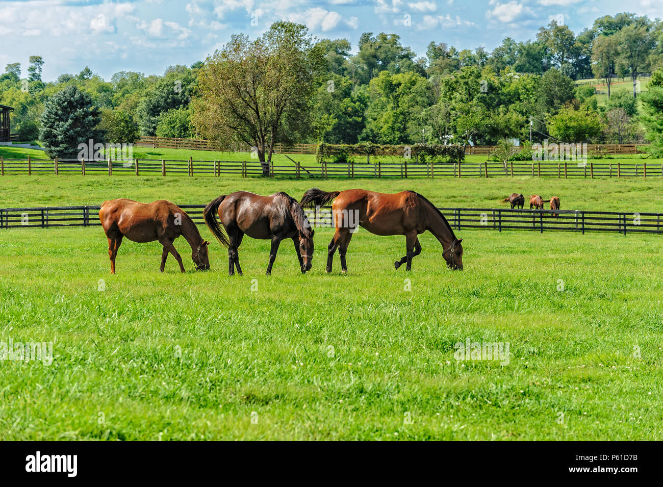 I cavalli purosangue in una fattoria in Kentucky Foto Stock