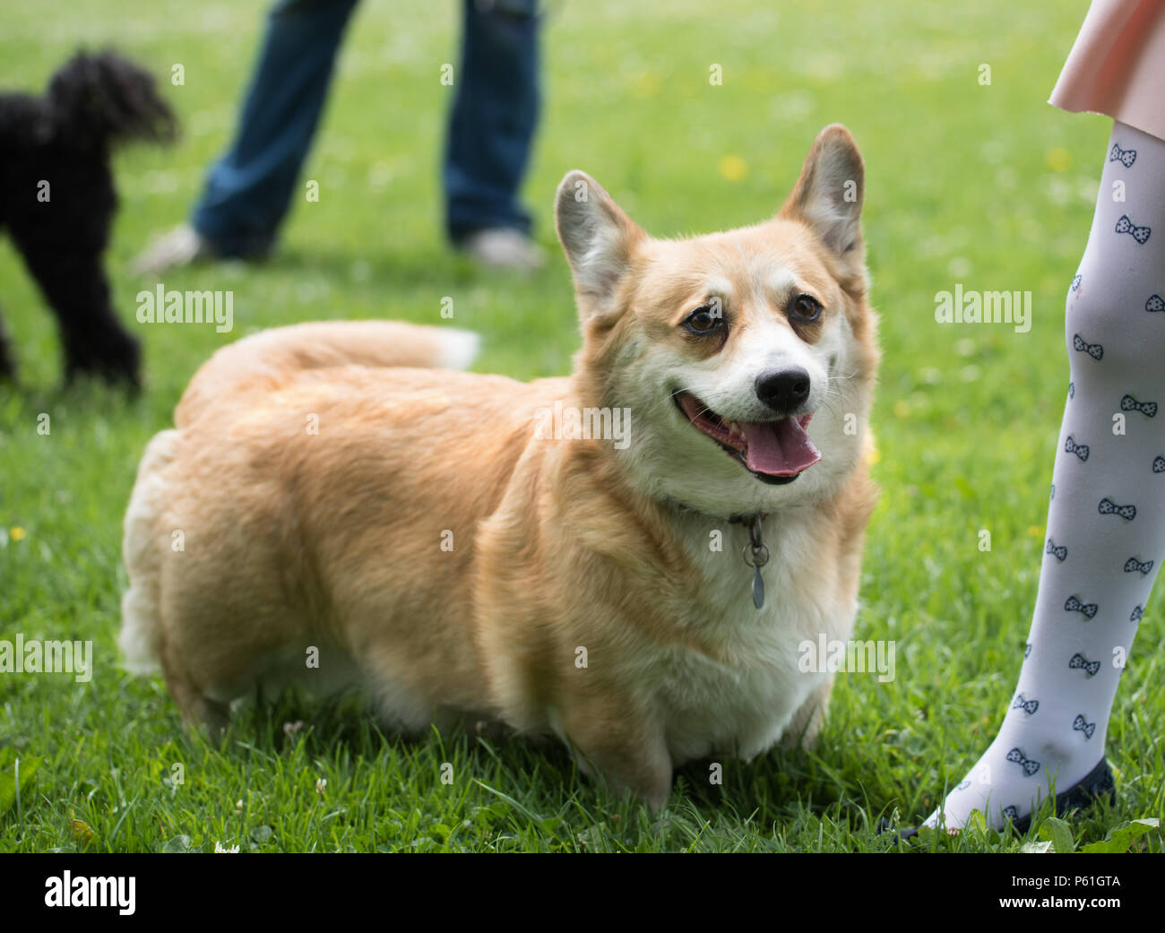 Funny Happy Pembroke Welsh Corgi cane giocando in estate verde erba guardando la fotocamera Foto Stock
