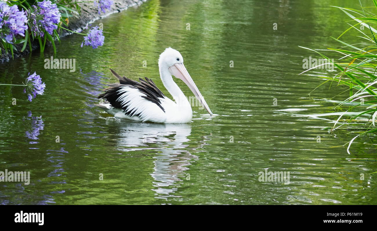 Pellicani sono un genere di grandi uccelli acquatici che compongono la famiglia Pelecanidae. Foto Stock