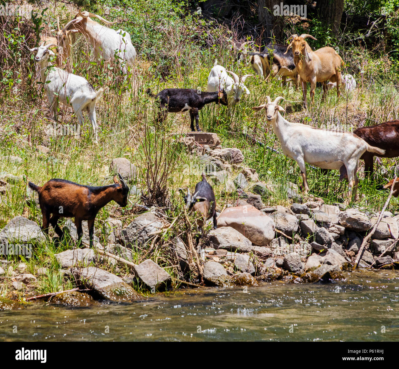 Allevamento di caprini domestici lungo il fiume Arkansas; Salida; Colorado; USA Foto Stock