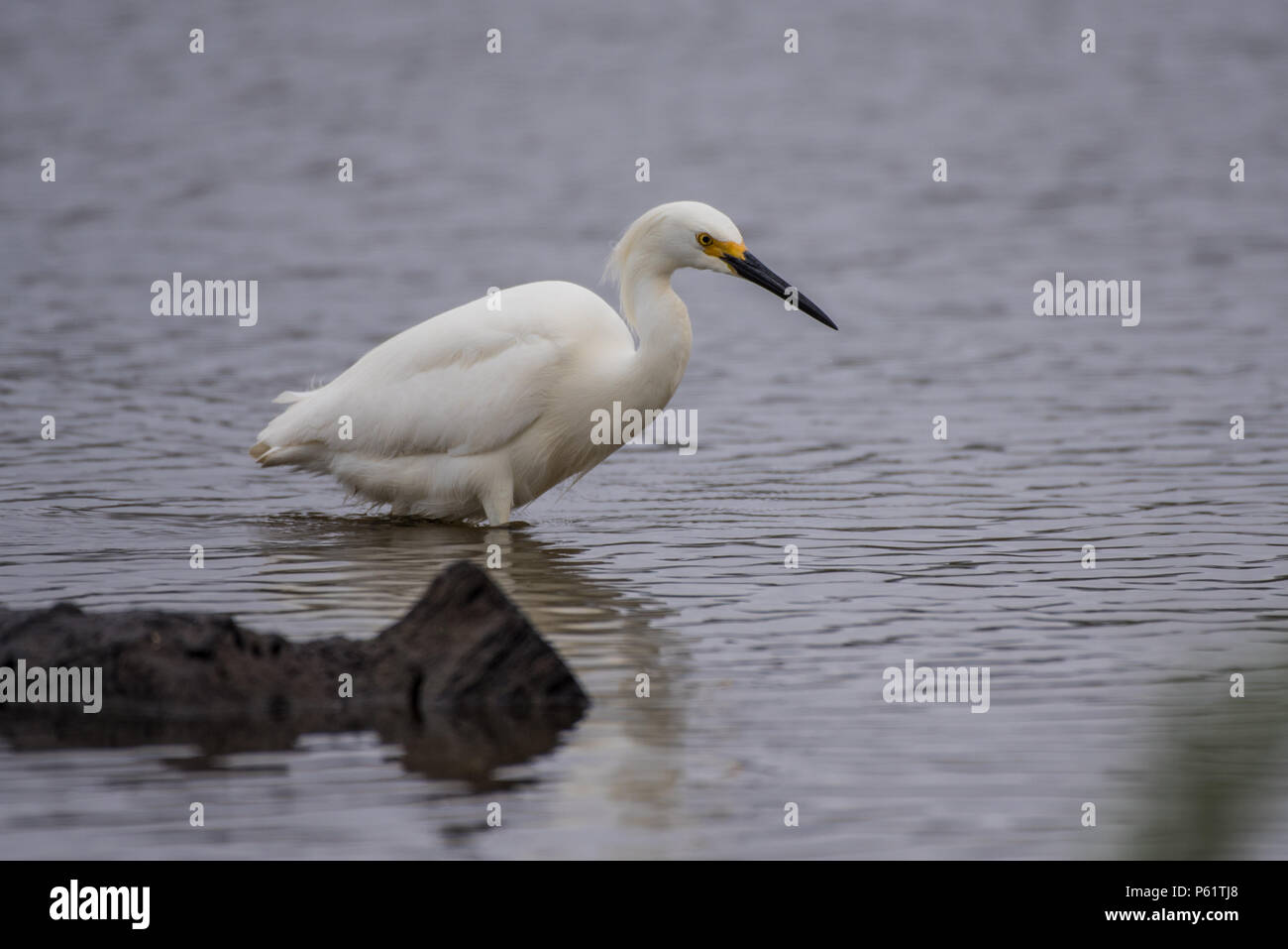 Snow airone bianco rimane perfettamente ancora nel tentativo di recuperare il prossimo pasto. Foto Stock