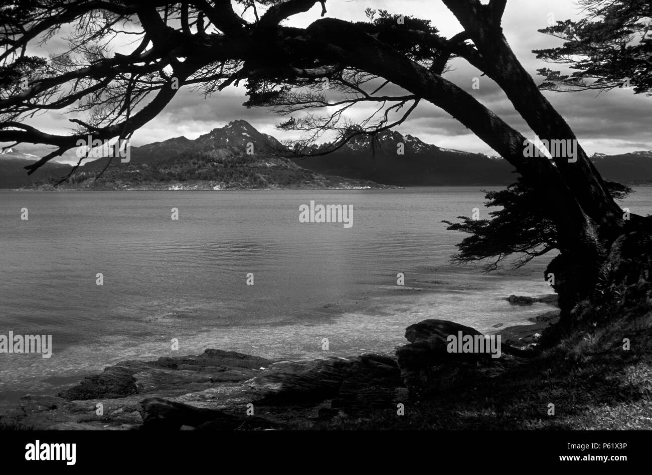Un Southern faggio sovrasta il canale di Beagle in TIERRA DEL FUEGO NATIONAL PARK - Patagonia Argentina Foto Stock