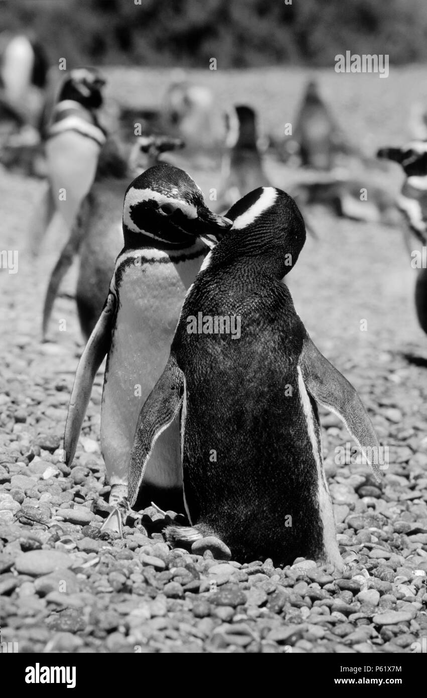 Coppia di allevamento di MEGELLANIC pinguini (Spheniscus magallanicus) toelettatura, PUNTA TOMBO COLONY - ARGENTINA Foto Stock