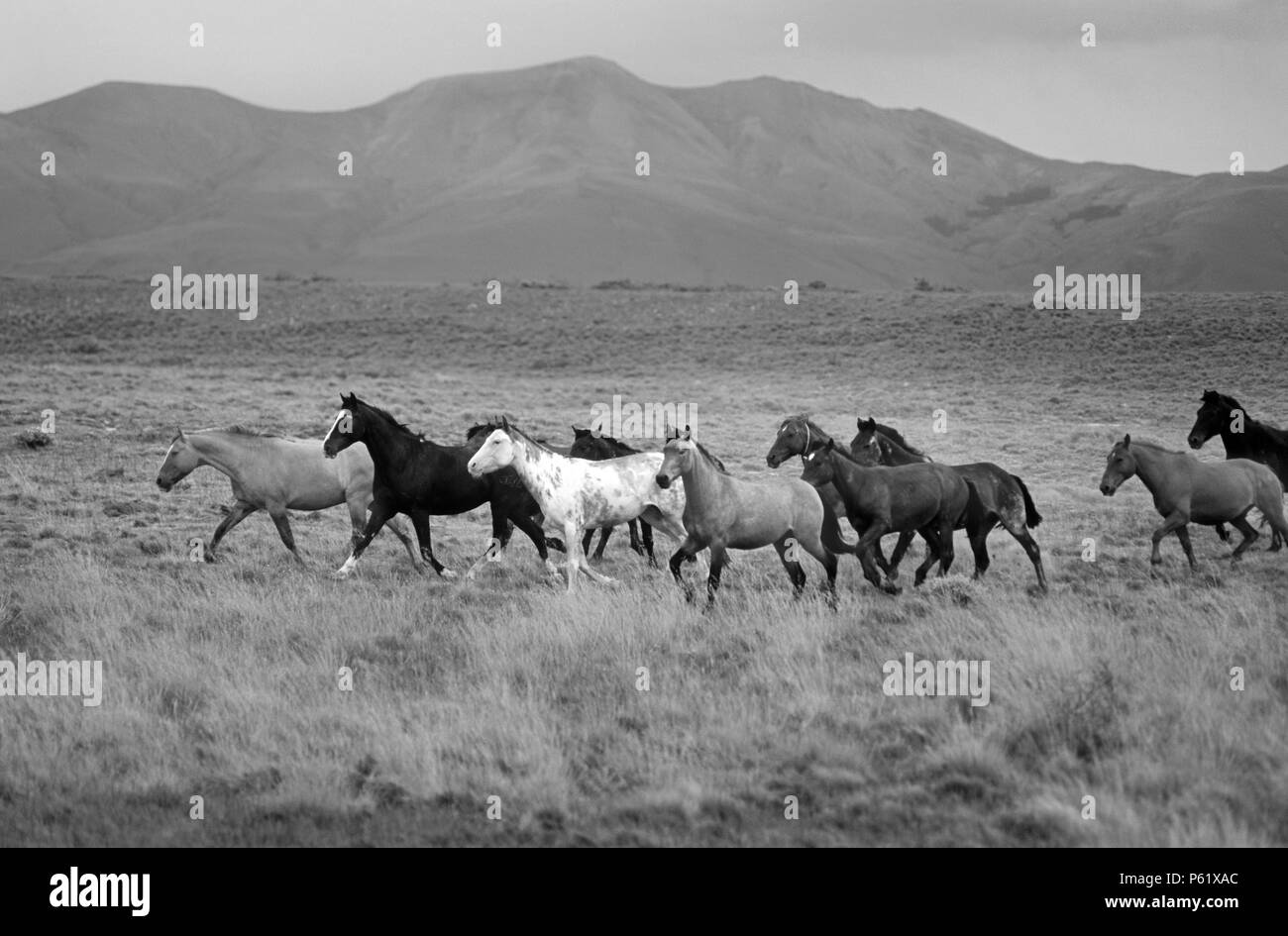 Cavalli argentini correre libero su una estancia vicino a montagne delle Ande e il GLACIARES NATIONAL PARK - Patagonia Argentina Foto Stock