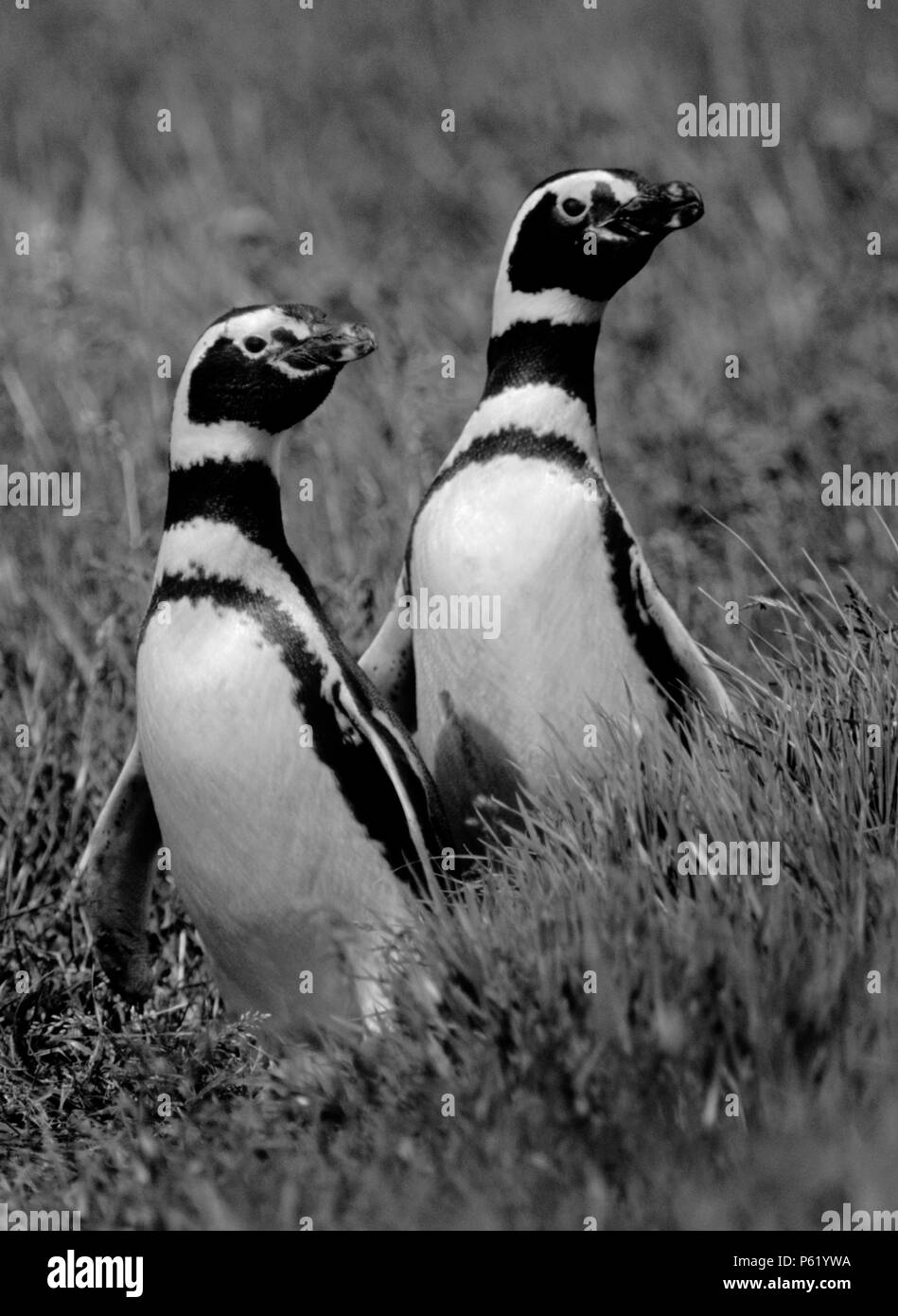 MEGALLANIC pinguini si accoppiano per tutta la vita come questo giovane in seno OTWAY COLONY con 50.000 coppie riproduttrici - PATAGONIA CILE Foto Stock