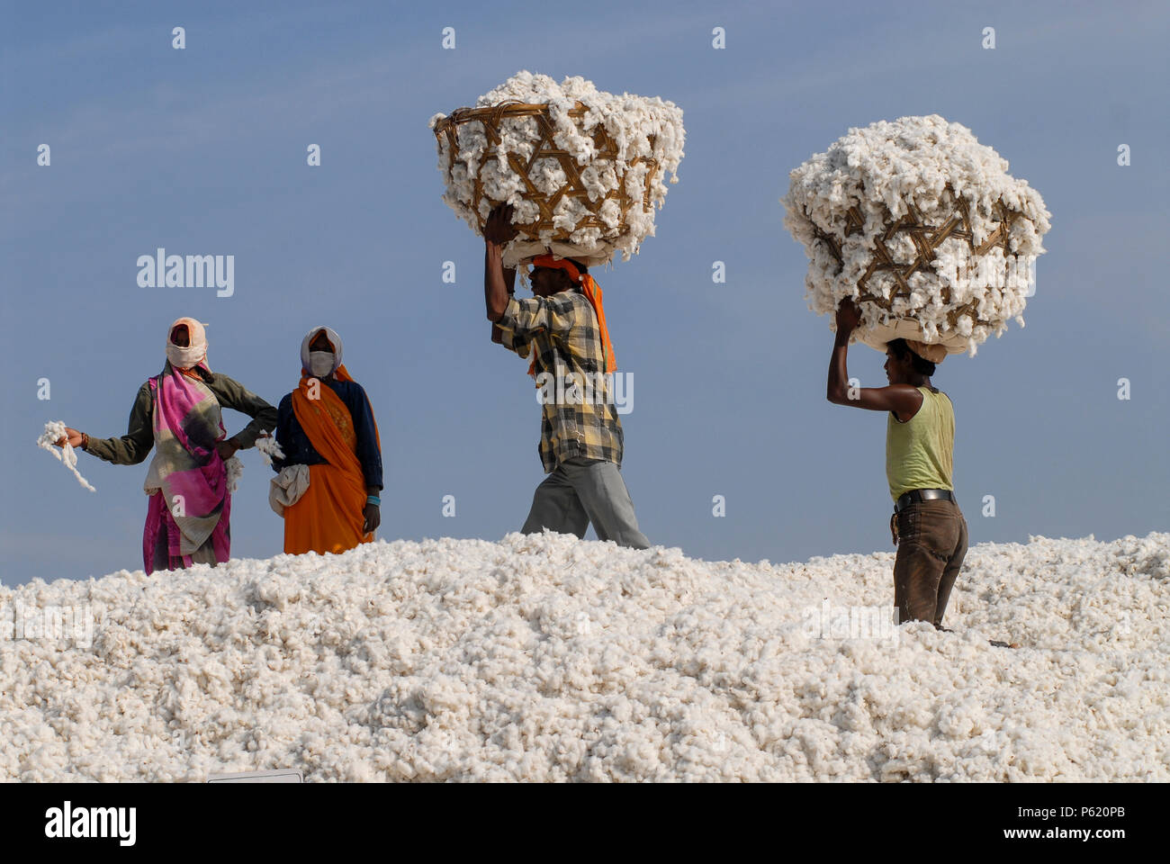 INDIA Madhya Pradesh , cotone organico progetto in Kasrawad , storage per il raccolto di cotone in fabbrica di sgranatura Foto Stock