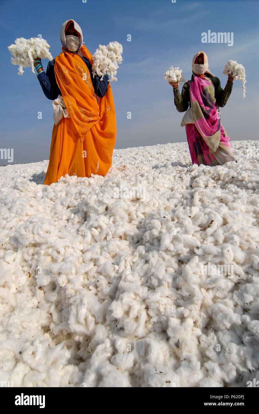 INDIA Madhya Pradesh , biodinamica cotone organico progetto bioRe in Kasrawad , lo storage per il raccolto del cotone greggio in fabbrica di sgranatura, donne lavoratore Foto Stock
