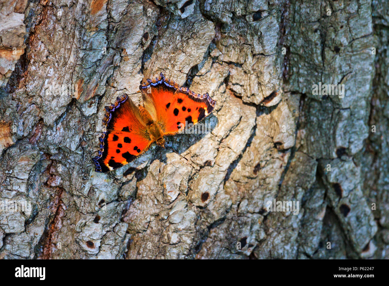 Colore butterfly si siede sulla corteccia di alberi a secco Foto Stock
