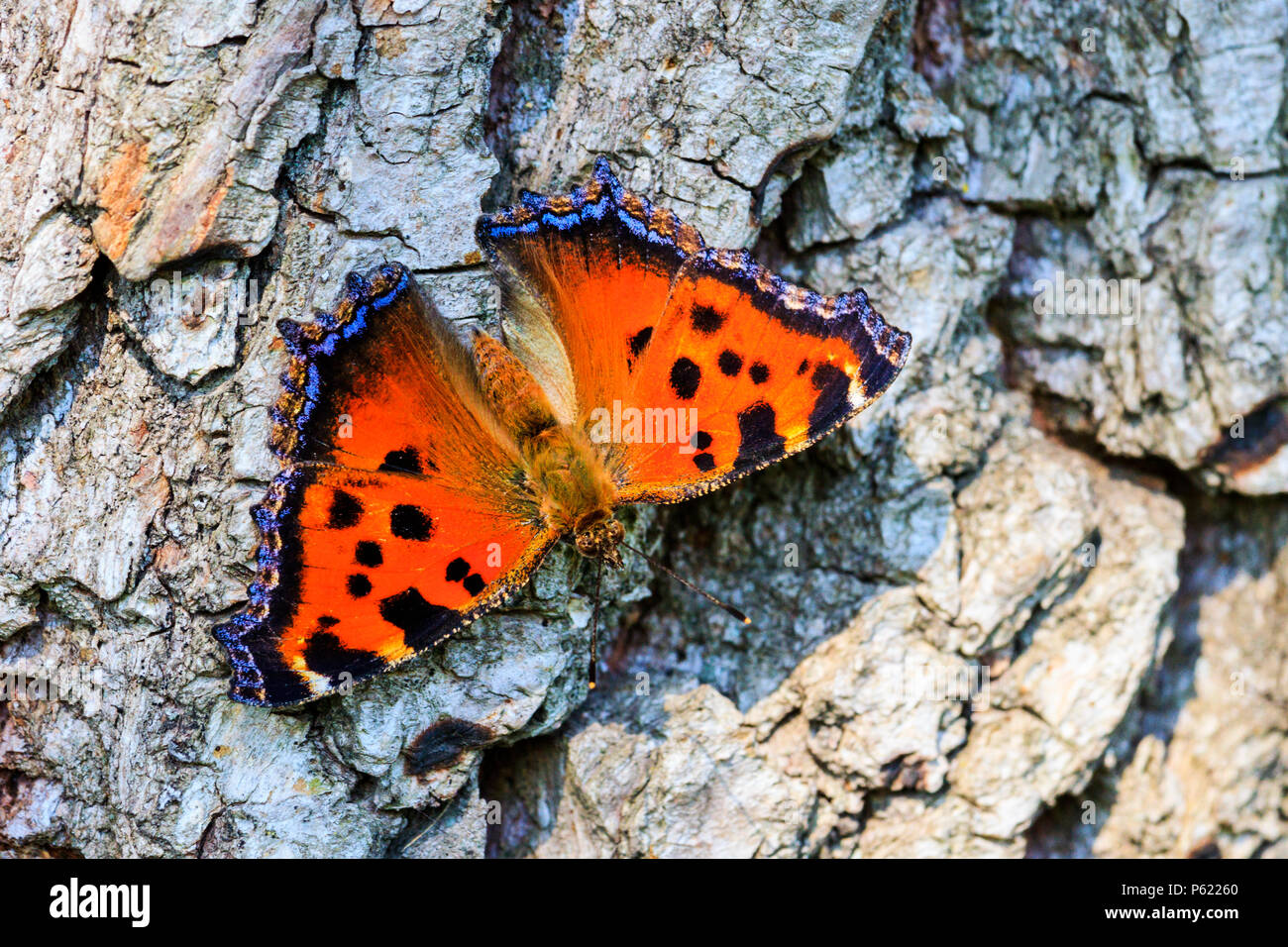 Farfalla colorata e fragile seduto su una ruvida, tessitura a secco Foto Stock