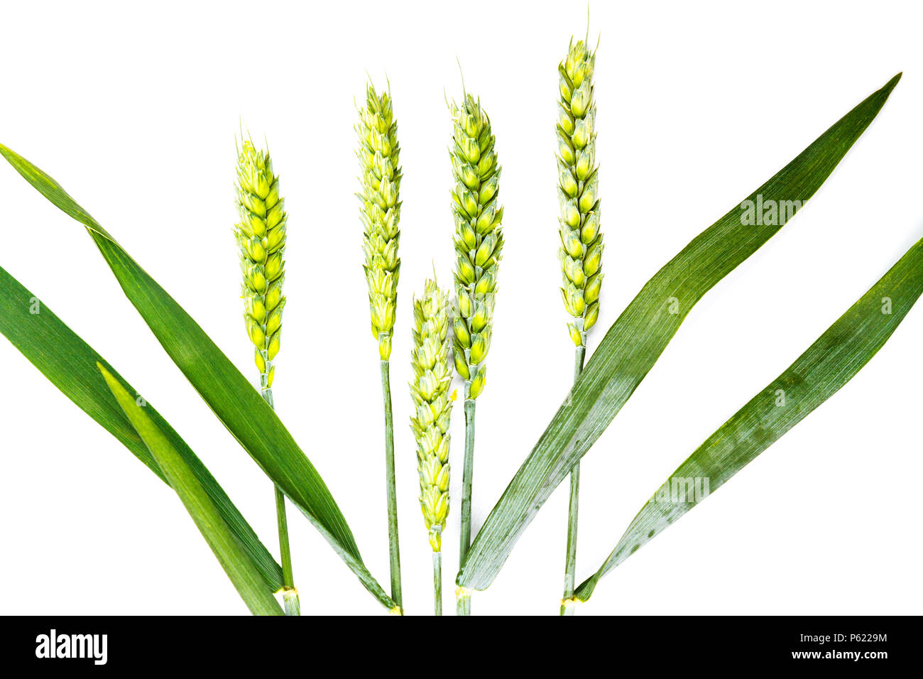 I germogli di grano isolato su uno sfondo bianco Foto Stock