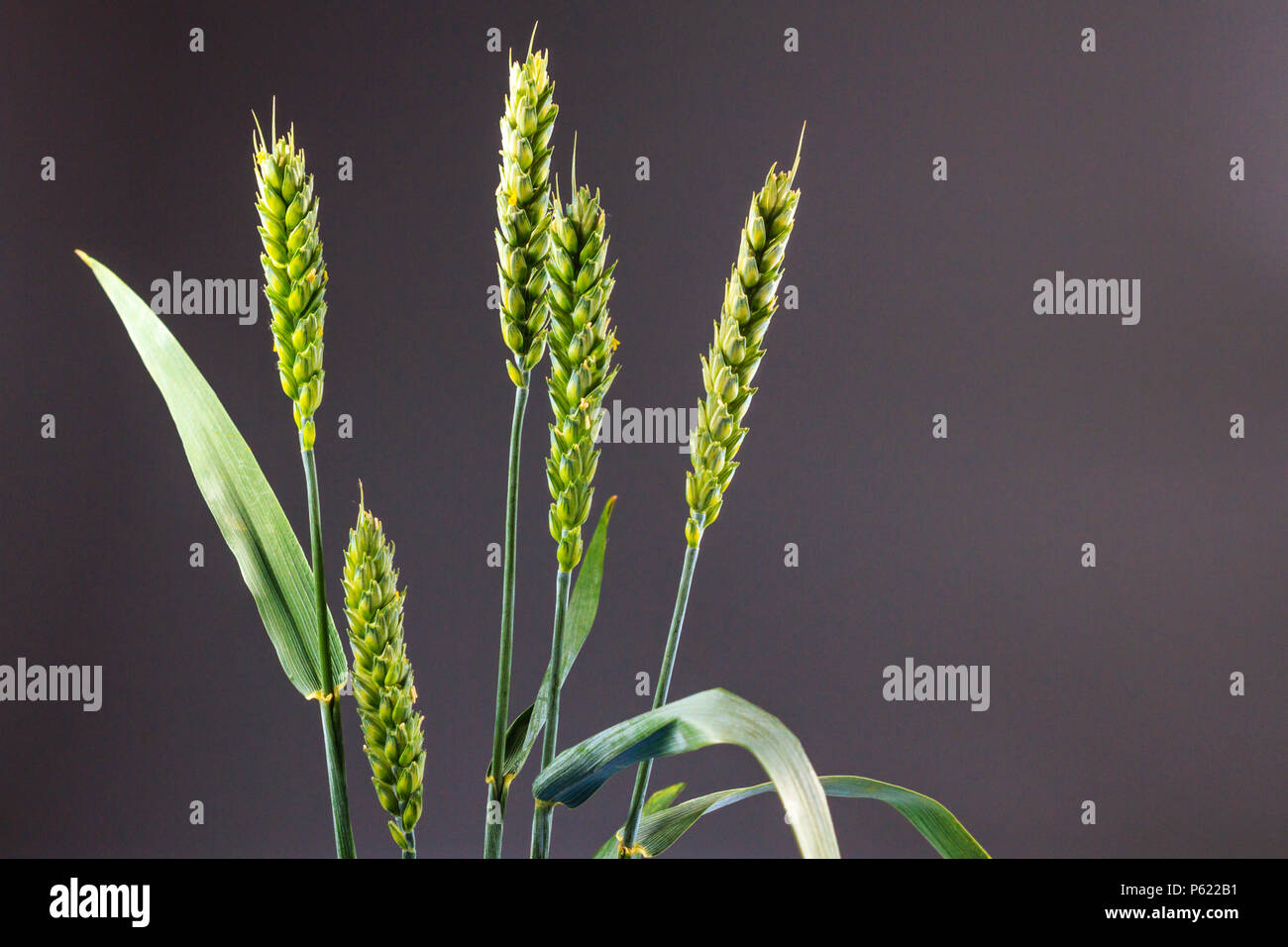 I picchi di frumento sono isolati su uno sfondo grigio Foto Stock