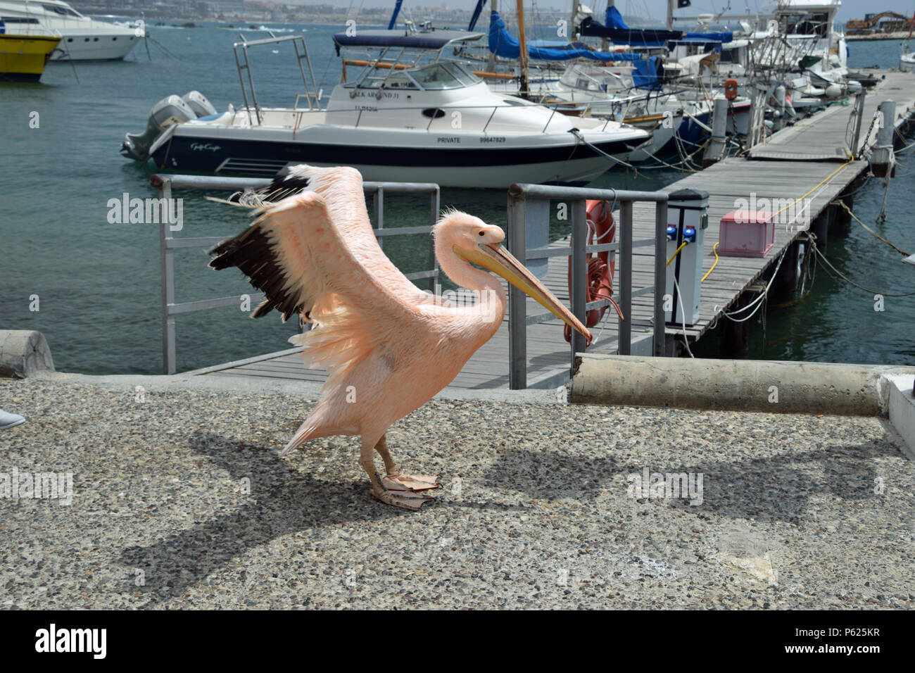 Pellicano rosa con ali fuori Foto Stock