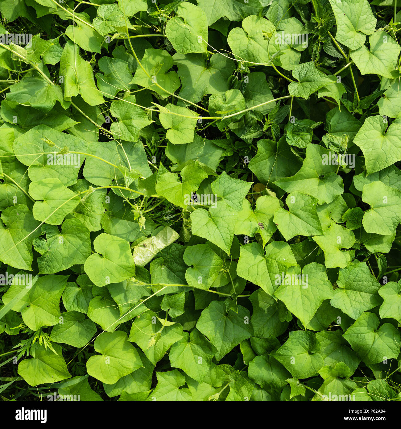 Schema naturale fatta da foglie verdi Foto Stock