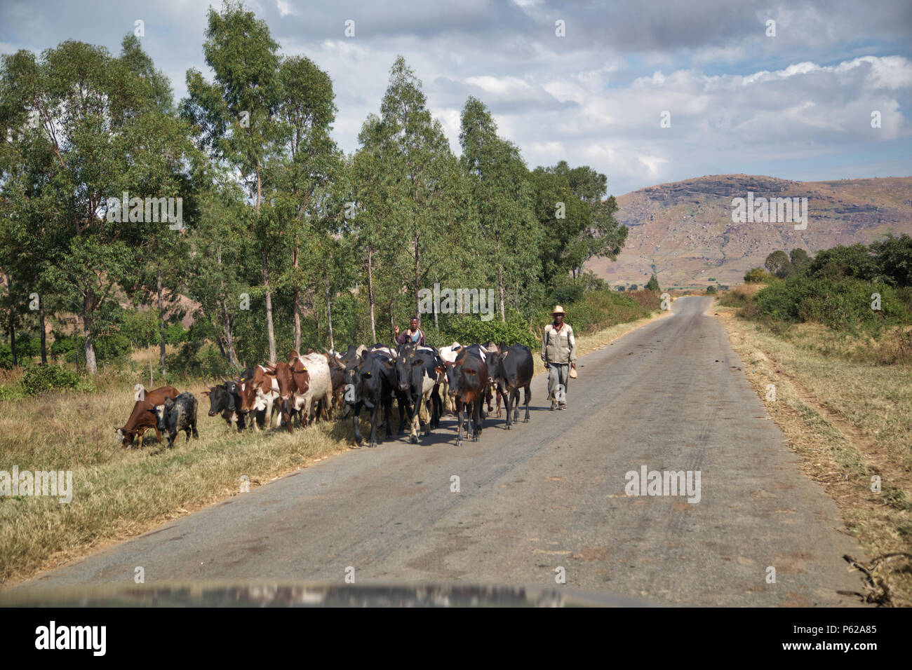 Zebù herders tenendo i loro stock di mercato, Madagascar Foto Stock