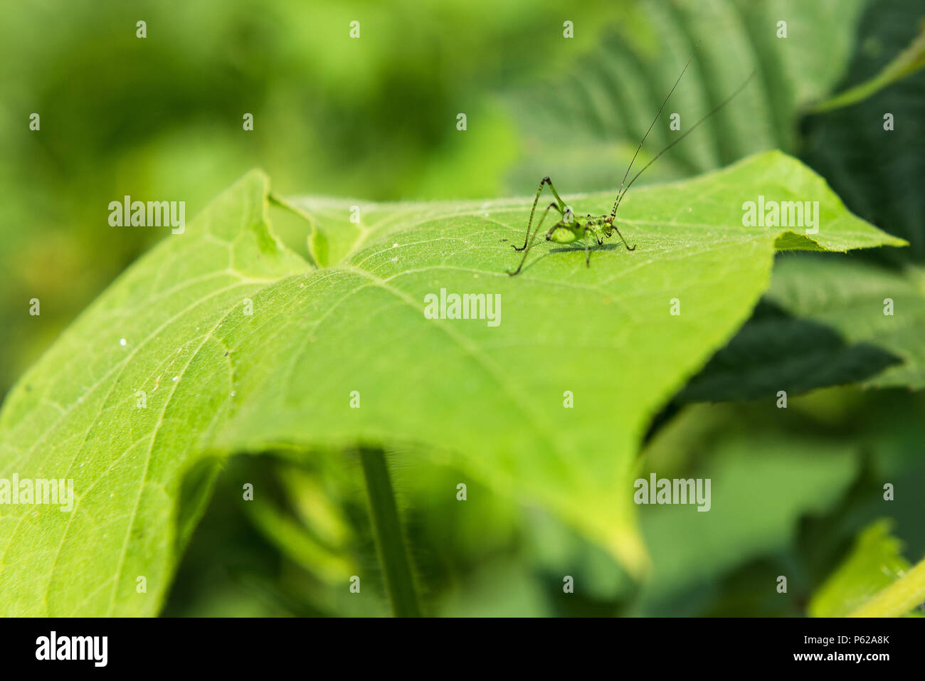 Verde su verde:grasshopper su una foglia di selvatico edera Foto Stock