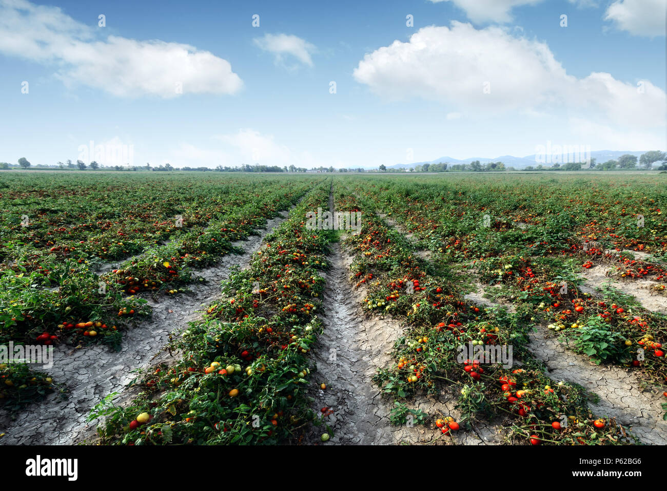Campo di pomodoro sul giorno di estate Foto Stock