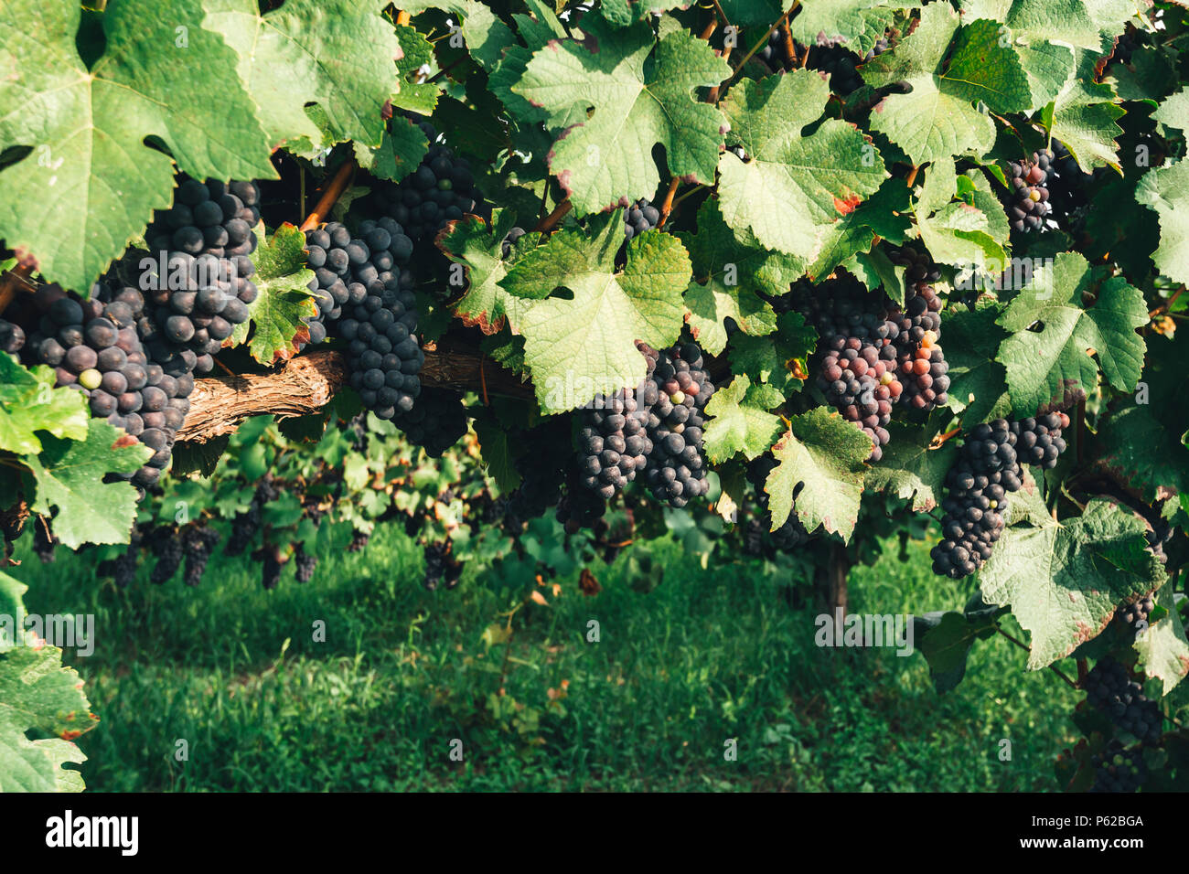 Uva blu rami closeup Foto Stock