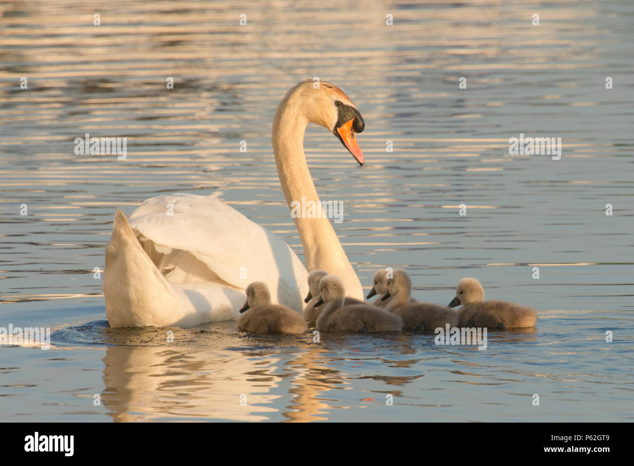 Cigno madre con neonati, cygnets, nuoto con neonati intorno a lei, Cygnus olor, Fiume Ant, Norfolk Broads, Regno Unito, maggio Foto Stock