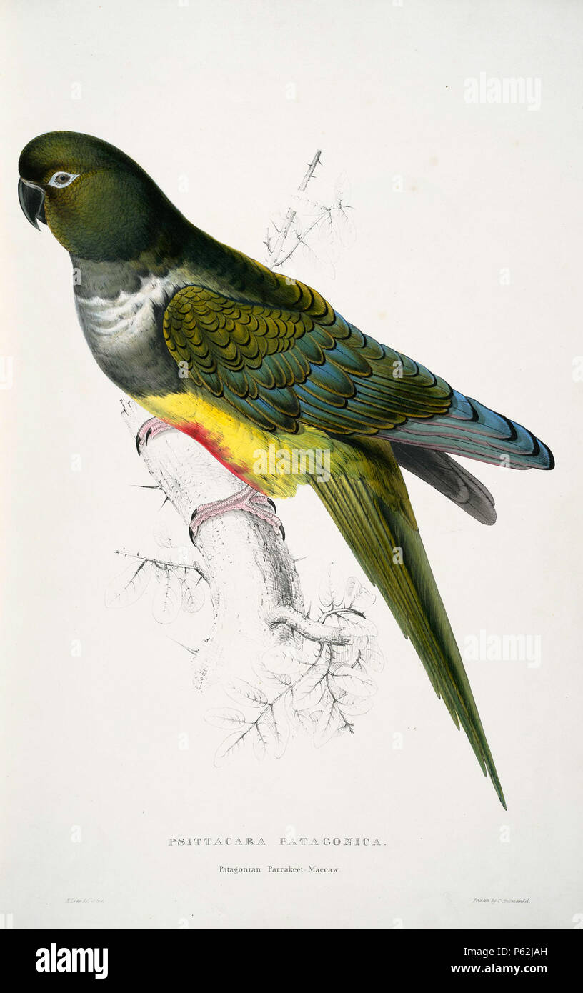 N/A. Cyanoliseus patagonus inglese: un dipinto di un scavando Parrot, noto anche come Conure Patagonia, (originariamente con la dizione "Psittacara patagonica. Nasello di Patagonia Parrakeet-Maccaw') da Edward Lear 1812-1888. 28 agosto 2008, 03:51:00. Edward Lear (1812-1888) nomi alternativi Derry Down Derry; Eduard Liri; Entouarnt Lar; Eduard Lir; Lear; lear e descrizione artista inglese, autore e poeta Data di nascita e morte 12 Maggio 1812 29 gennaio 1888 Luogo di nascita e morte inglese: Holloway, Londra, Inghilterra. Inglese: Sanremo, Italia. Controllo dell'autorità : Q309759 VIAF:36920855 ISNI:0000 0001 2100 64 Foto Stock