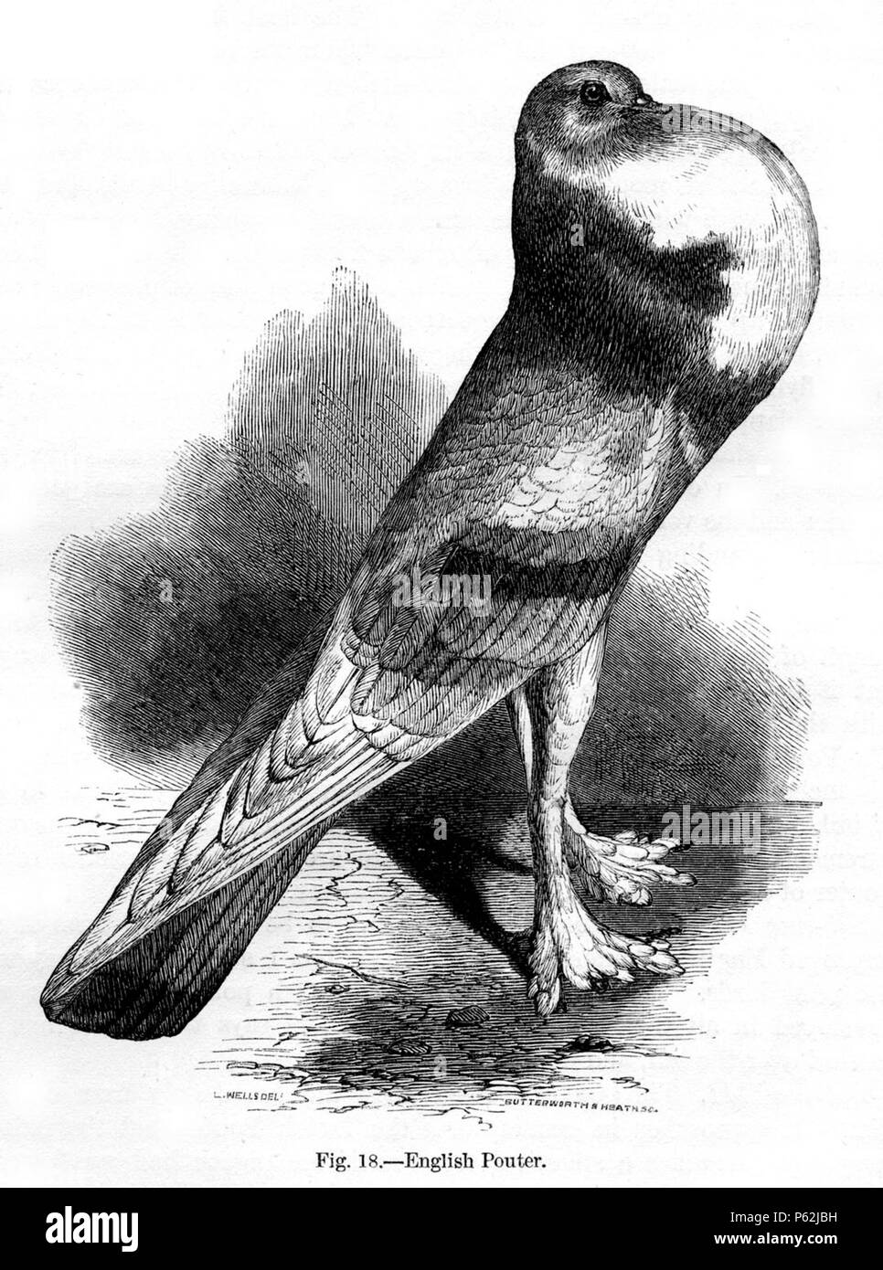 N/A. Inglese: Figura 18 - 'Inglese Piccione Pouter' da Charles Darwin il libro di variazione di animali e piante sotto la domesticazione pubblicato nel 1868. Gennaio 1868. Charles Darwin (1809-1882) nomi alternativi Charles Robert Darwin Descrizione naturalista britannico e autore Data di nascita e morte 12 Febbraio 1809 19 aprile 1882 Luogo di nascita e di morte La Mount, Shrewsbury Down House competente controllo : Q1035 VIAF:27063124 ISNI:0000 0001 2125 1077 ULAN:500228559 LCCN:N78095637 NARA:10580367 WorldCat 413 Darwin variante fig18 Foto Stock