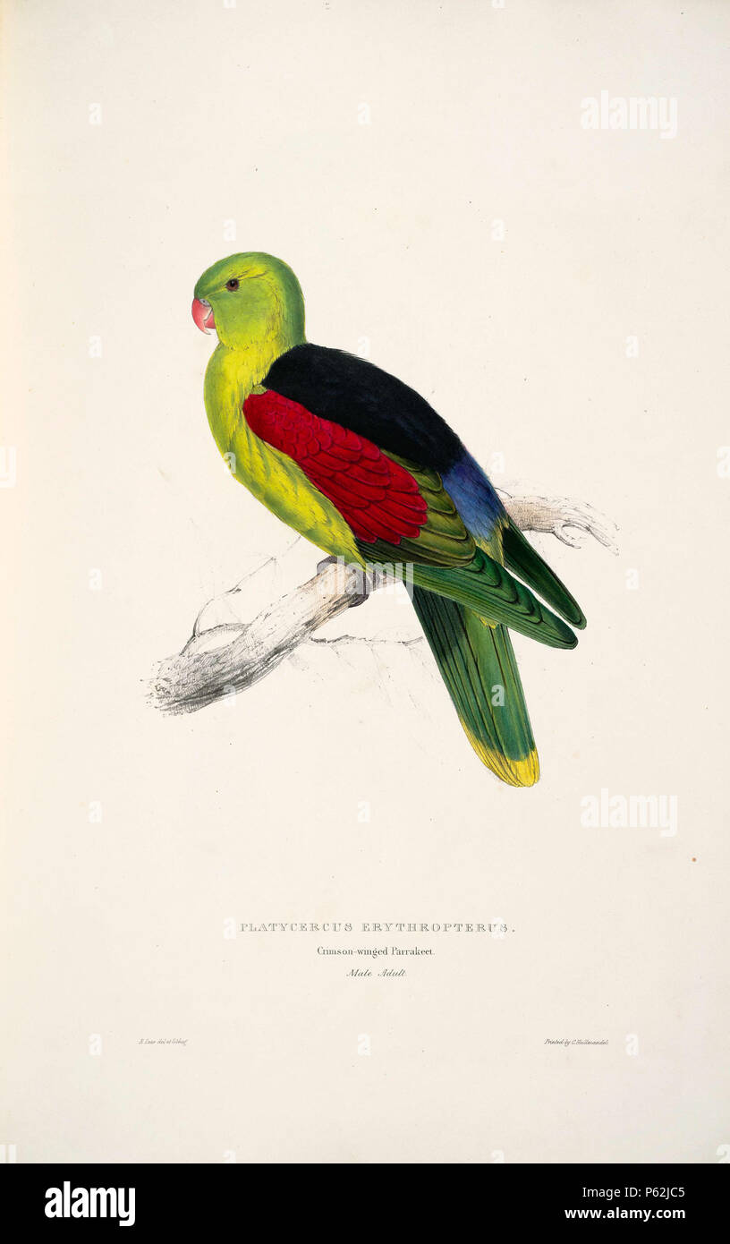 N/A. Aprosmictus erythropterus inglese: un dipinto di un maschio adulto rosso-winged Parrot (originariamente con la dizione "Platycercus erythropterus. Crimson-winged Parrakeet') da Edward Lear 1812-1888. 28 agosto 2008, 04:14:00. Edward Lear (1812-1888) nomi alternativi Derry Down Derry; Eduard Liri; Entouarnt Lar; Eduard Lir; Lear; lear e descrizione artista inglese, autore e poeta Data di nascita e morte 12 Maggio 1812 29 gennaio 1888 Luogo di nascita e morte inglese: Holloway, Londra, Inghilterra. Inglese: Sanremo, Italia. Controllo dell'autorità : Q309759 VIAF:36920855 ISNI:0000 0001 2100 Acer travelmate 6493 ULAN:50001626 Foto Stock