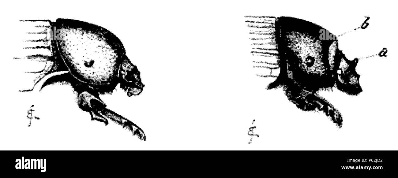 413 DarwinAbst22 Foto Stock