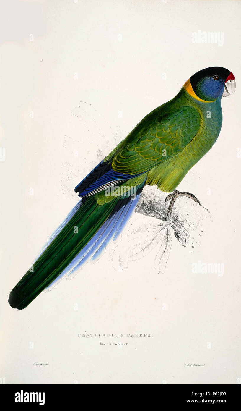 N/A. Barnardius zonarius inglese: un dipinto di un jpg Ringneck australiano (originariamente con la dizione "Platycercus baueri. Bauer Parrakeet." da Edward Lear 1812-1888. Questa sottospecie Barnardius zonarius semitorquatus è anche noto come il ventotto Parrot. 28 agosto 2008, 04:34:00. Edward Lear (1812-1888) nomi alternativi Derry Down Derry; Eduard Liri; Entouarnt Lar; Eduard Lir; Lear; lear e descrizione artista inglese, autore e poeta Data di nascita e morte 12 Maggio 1812 29 gennaio 1888 Luogo di nascita e morte inglese: Holloway, Londra, Inghilterra. Inglese: Sanremo, Italia. Competente cont Foto Stock