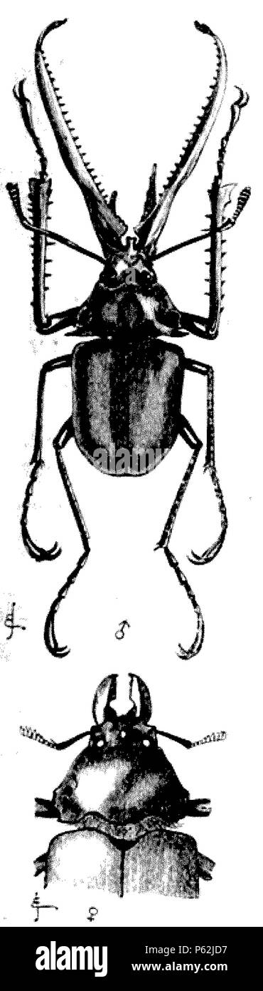 413 DarwinAbst24 Foto Stock