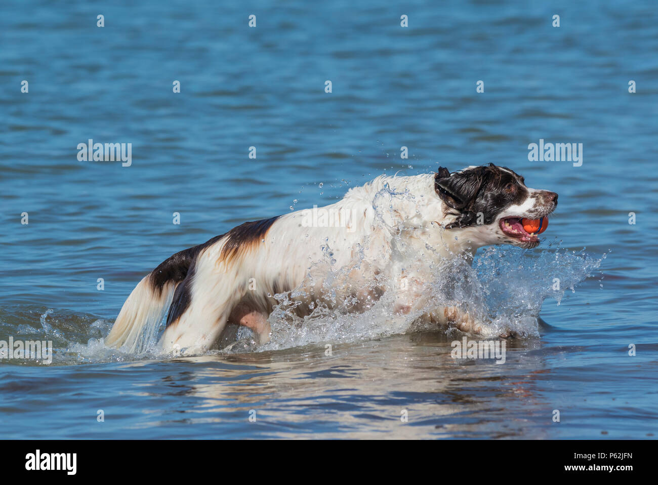 Cane che corre attraverso il mare con una palla nella sua bocca nel giugno 2018 canicola estiva nel West Sussex, in Inghilterra, Regno Unito. Foto Stock