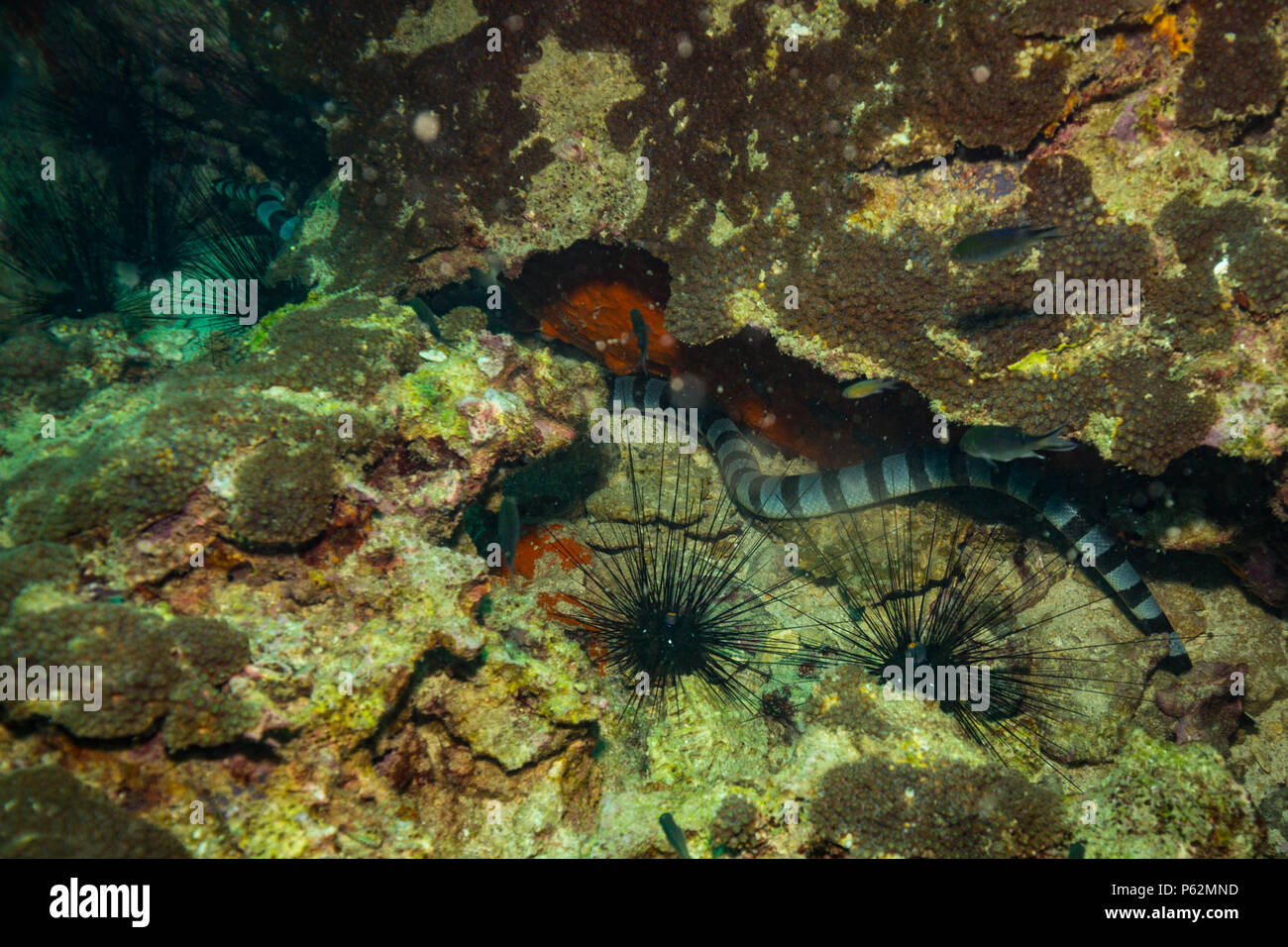 Serpente sottomarino su Koh Tao Foto Stock