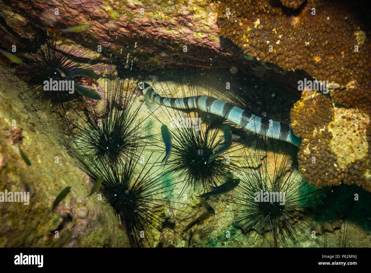 Serpente sottomarino su Koh Tao Foto Stock