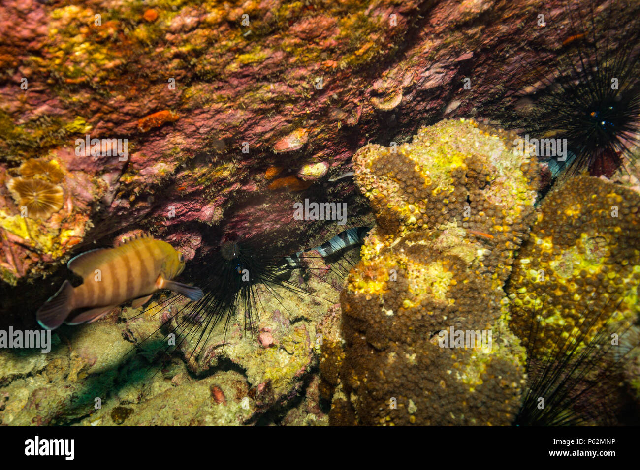 Serpente sottomarino su Koh Tao Foto Stock