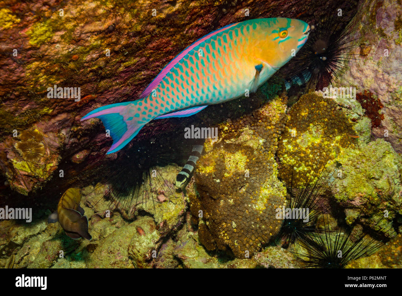 Serpente sottomarino su Koh Tao Foto Stock