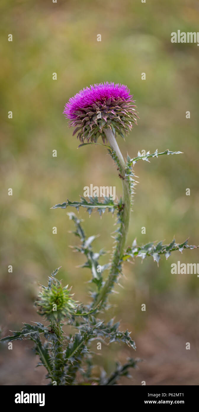 Beata fiori di cardo. Marie Scottish thistle, Maria Thistle, cardo mariano. Cardo fiore tonica nel quartiere alla moda di tono di colore di trattamento. Messa a fuoco selettiva Foto Stock