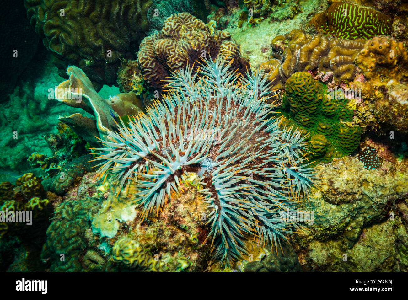 Sulla barriera corallina di Koh Tao Foto Stock