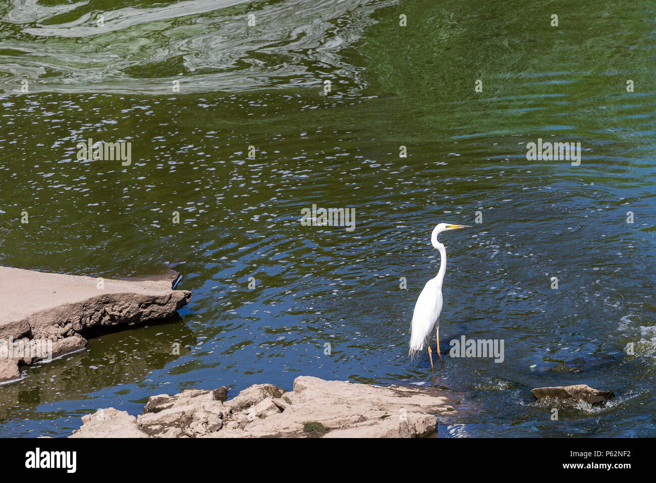 Grande airone bianco guadare in acqua poco profonda della costiera estuario. Grande airone bianco Ardea alba , noto anche come airone comune, grandi garzetta o grande airone bianco. Foto Stock