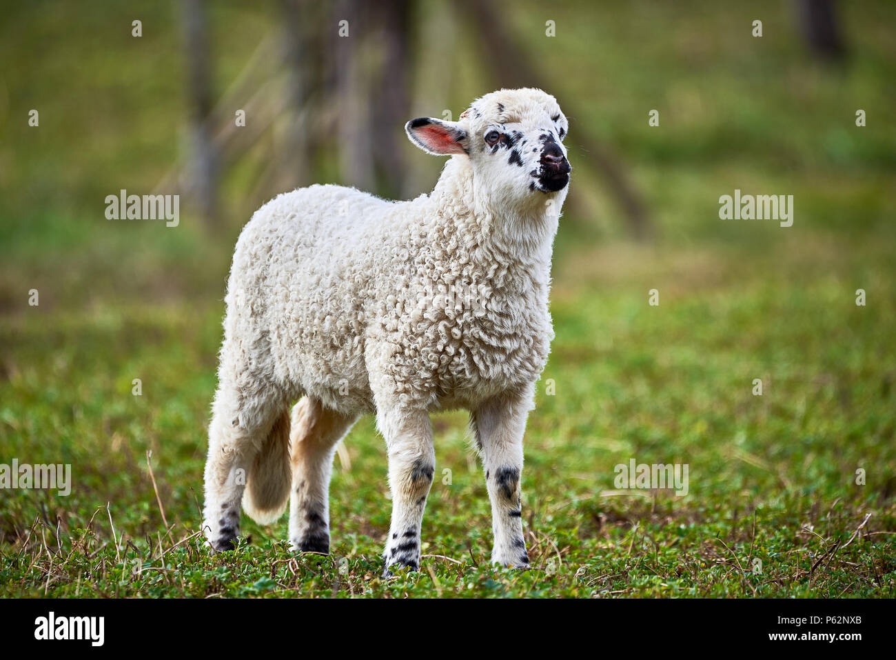 Ritratto di agnello (Ovis aries) Foto Stock
