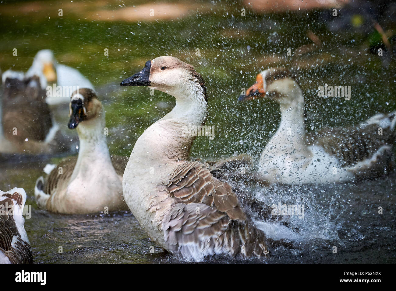 Swan goose (Anser cygnoides) Foto Stock