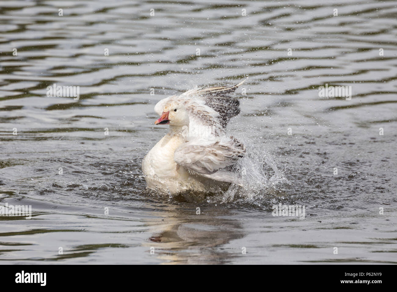 Il bianco della neve di oca in Burnaby lake park , Vancouver BC Canada Foto Stock