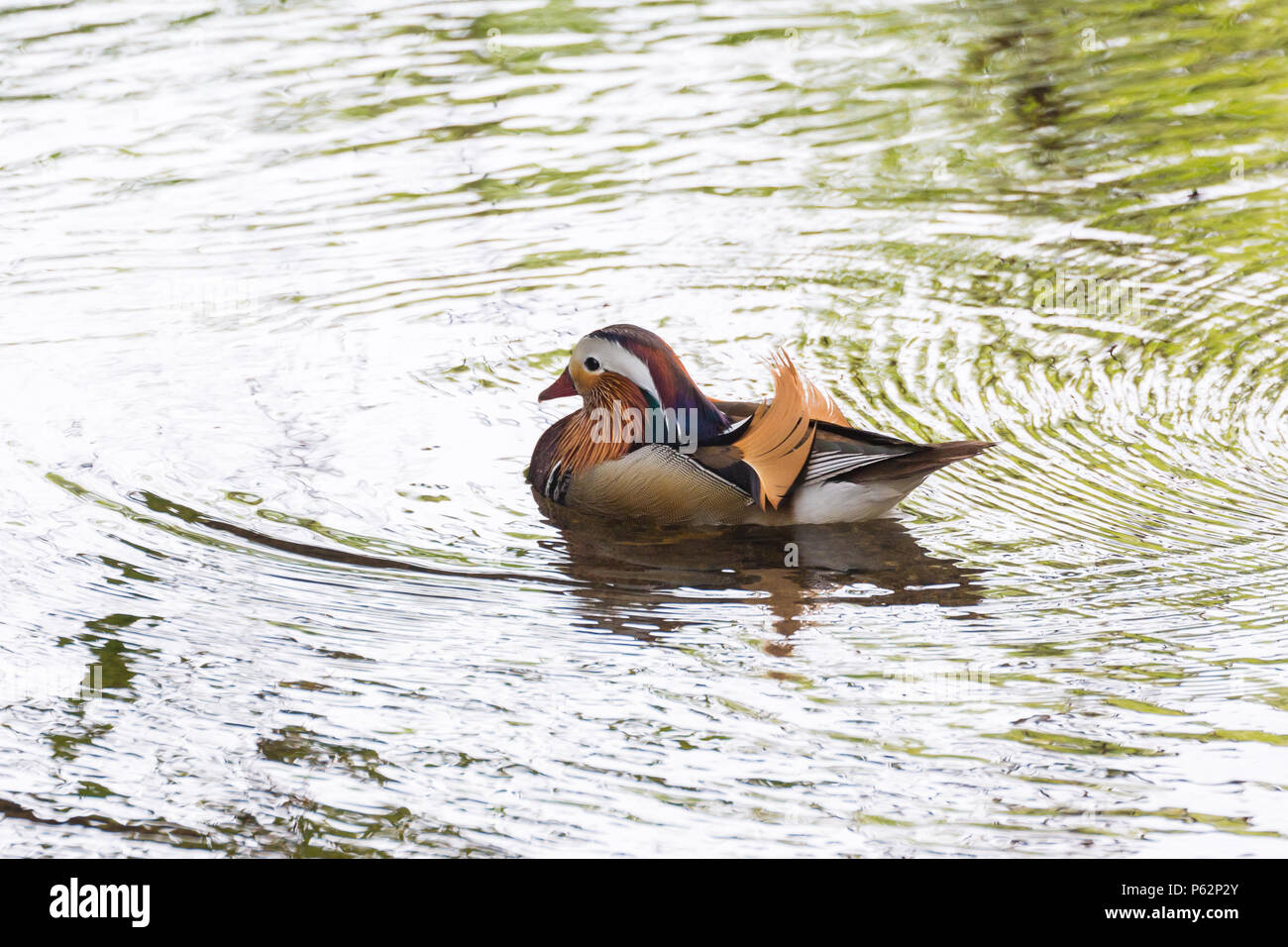 Anatra di mandarino in Burnaby lake park , Vancouver BC Canada Foto Stock