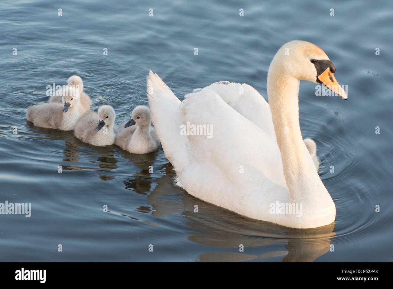 Cigno madre con neonati, cygnets, nuoto con neonati intorno a lei, Cygnus olor, Fiume Ant, Norfolk Broads, Regno Unito, maggio Foto Stock