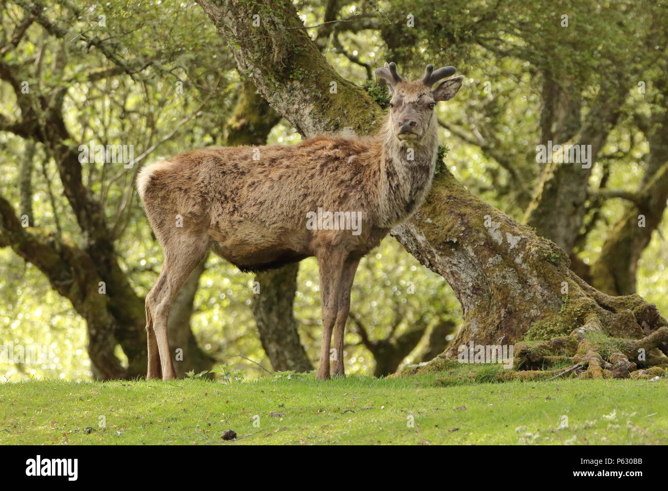 Cervi, Cervus elaphus, vicino al fiume Helmsdale in Sutherland; Scozia. Regno Unito Foto Stock