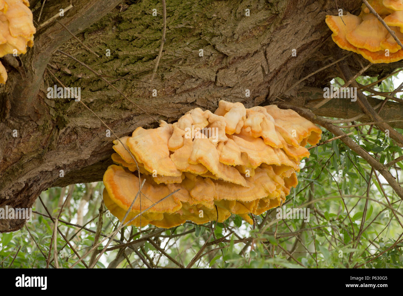 Pollo di boschi, zolfo Polypore, Laetiporus sulfurei, crescendo su Willow, Maggio, Norfolk, Regno Unito. Foto Stock