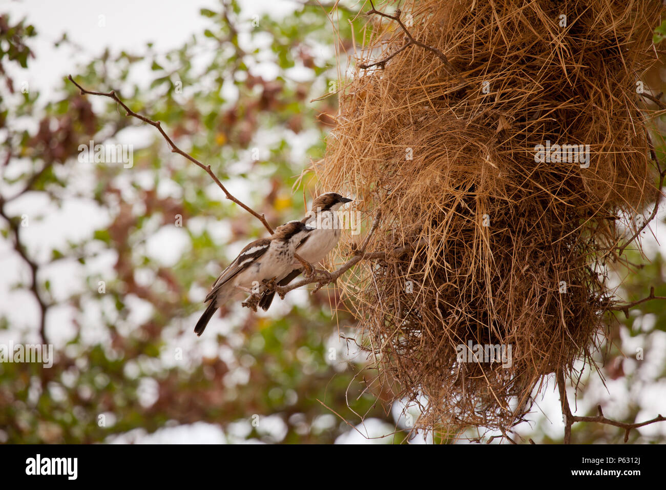 Una coppia di white browed Passero tessitore al di fuori di un nido, Riserva Selous, Tanzania Foto Stock